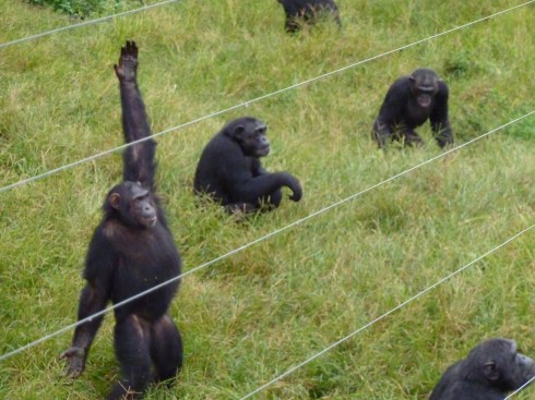 Chimp asking for more food