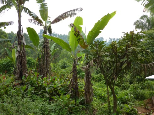 Have we said how beautiful the Beni to Butembo road is?