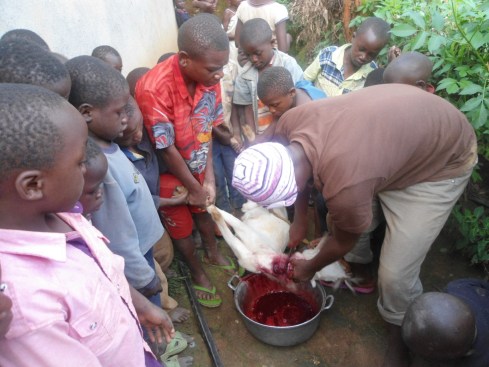 Bleeding a goat is an important skill to learn!