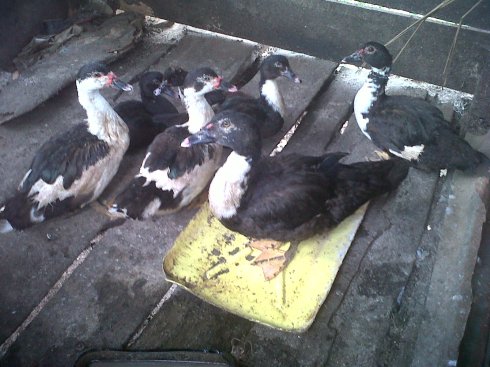 Ducks for Orphans in Beni