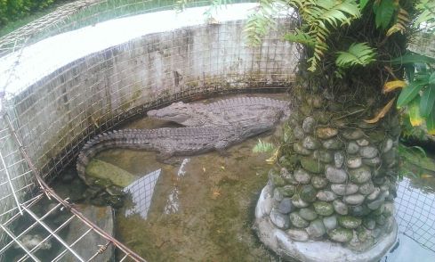 Crocodiles on school tour